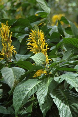 Waimea Valley 11.jpg