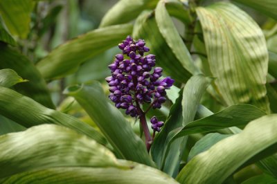 Waimea Valley 12.jpg