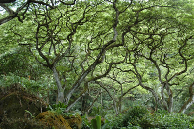 Waimea Valley 16.jpg