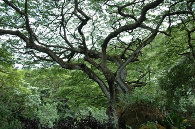 Waimea Valley 17.jpg