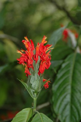 Waimea Valley 18.jpg