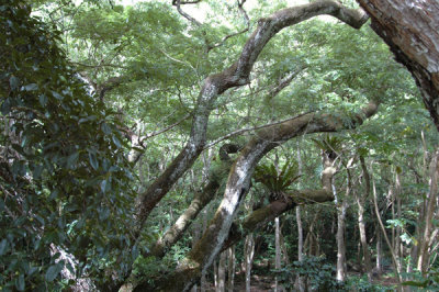Waimea Valley 21.jpg