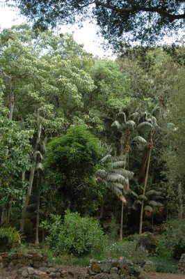 Waimea Valley 22.jpg