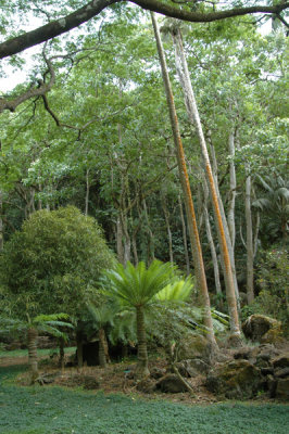Waimea Valley 23.jpg