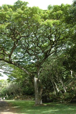 Waimea Valley 24.jpg