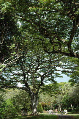 Waimea Valley 25.jpg
