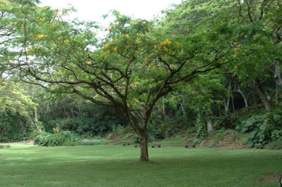 Waimea Valley 26.jpg