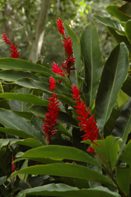 Waimea Valley 27.jpg