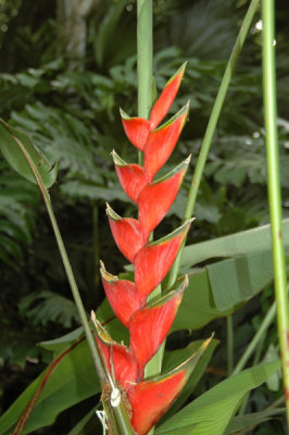 Waimea Valley 28.jpg