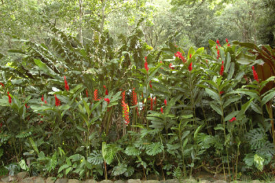 Waimea Valley 29.jpg