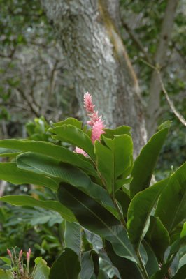 Waimea Valley 30.jpg