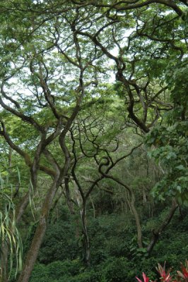 Waimea Valley 33.jpg