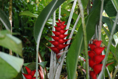 Waimea Valley 34.jpg