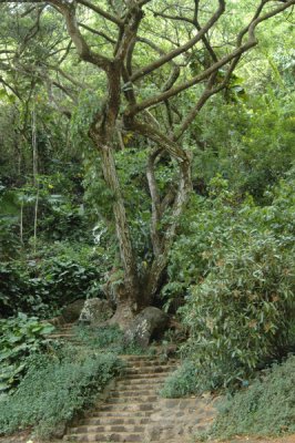 oahu_2007