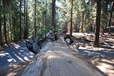 Sequoia 06.jpg