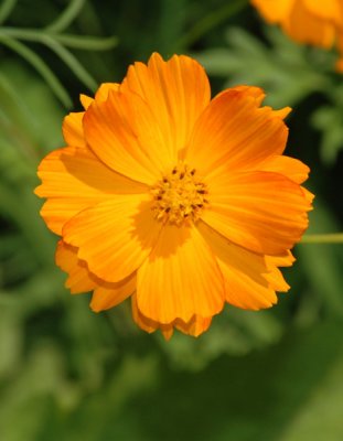 Orange Flower.jpg