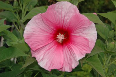 Pink Flower.jpg