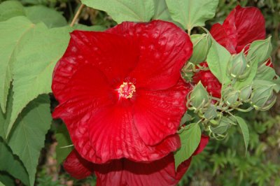 Red Flower 01.jpg