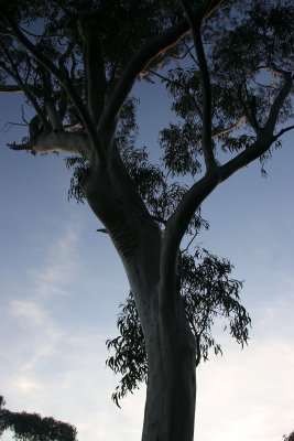 Gum tree