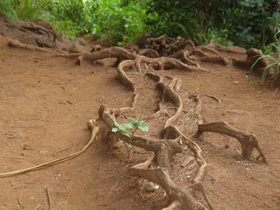 Root System