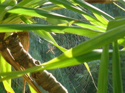 Spider