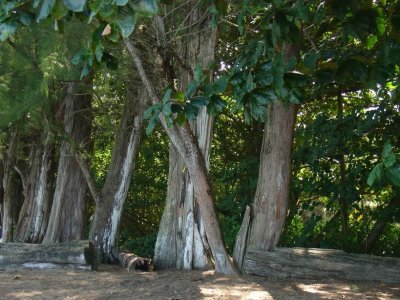 Trees