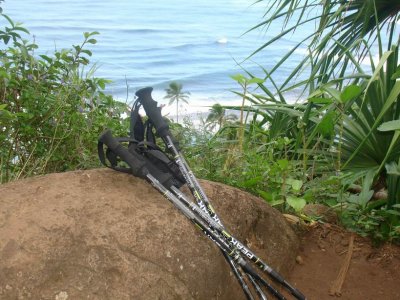 Walking Sticks