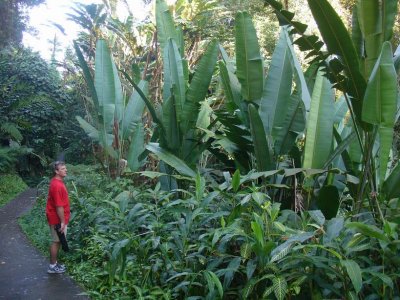 Rainforest