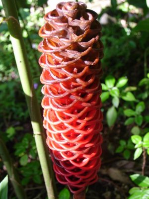 Red Cone Flower