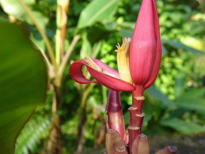 Banana Tree Flower