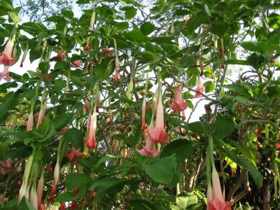 Trumpet Tree