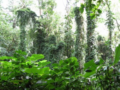 Manoa Falls   Greenery