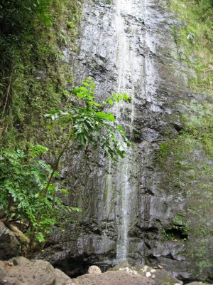 Manoa Falls   Water fall