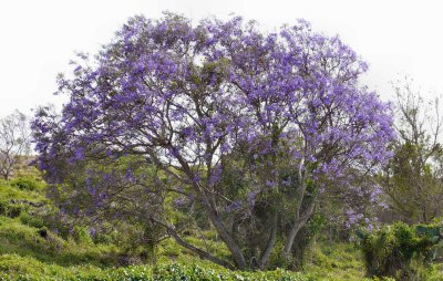 Purple Trees on North Side -by Ginger