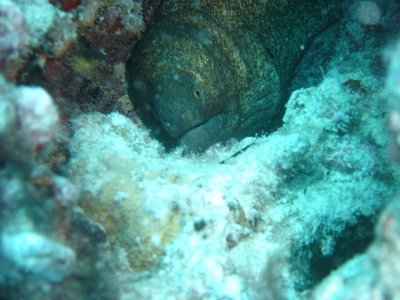 Eel