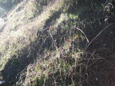 dewy grass