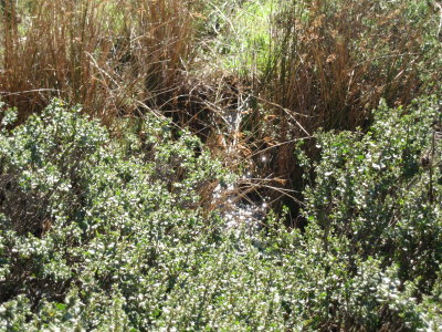 mountain spring