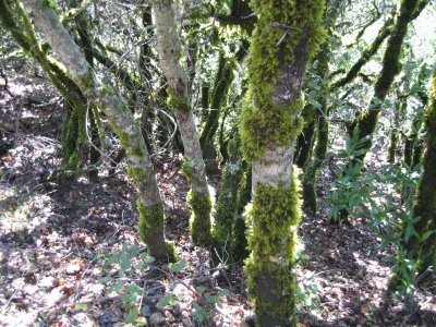 mountain trees