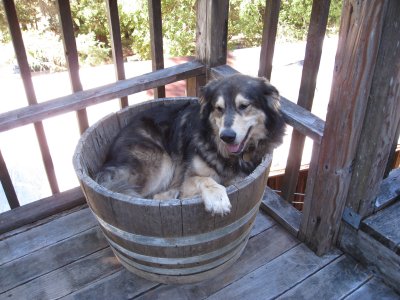 How to Grow a Malamute in a Flower Pot