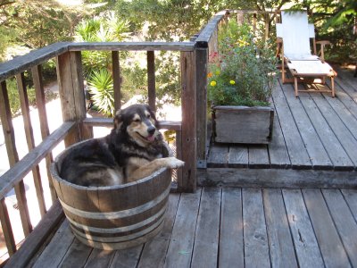 a half-barrel of Mal