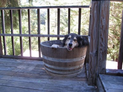 a half-barrel of Mal