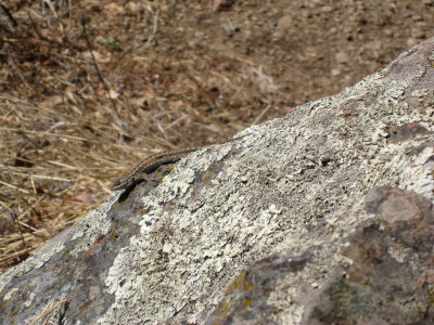 IMG_3096.JPG