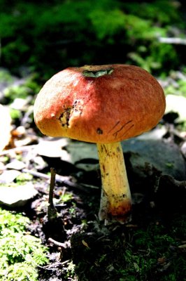 95.JPG
