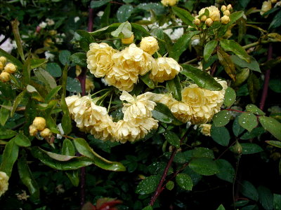 Yellow Banksia