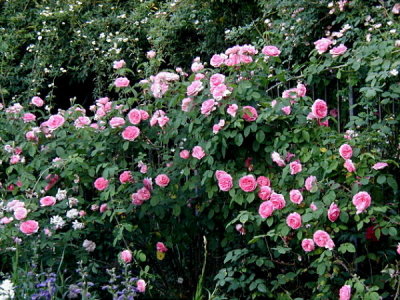 Gertrude Jekyll