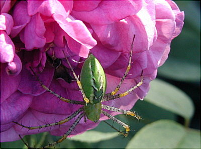 Green Lynx Spider on Rose...Reine des Violettes
