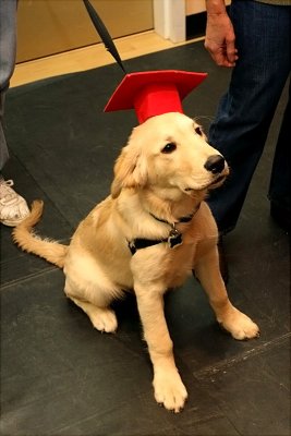 Sammy's Graduation  from Doggie Training 