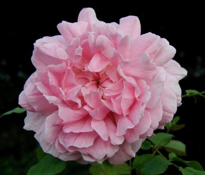 Cottage Rose