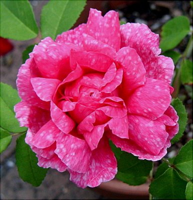 Marbree  ( a rose with natural spots)