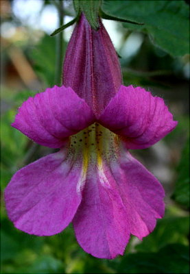 Rehmannia elata ....I love this plant...the blossom is awesome!   ;-)